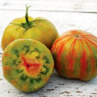 Tomate bigarrée mi-saison - Berkeley Tie Dye