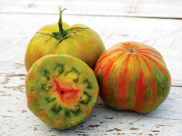 Tomate bigarrée mi-saison - Berkeley Tie Dye