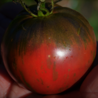 Tomate bigarrée mi-saison - Russian Cossack