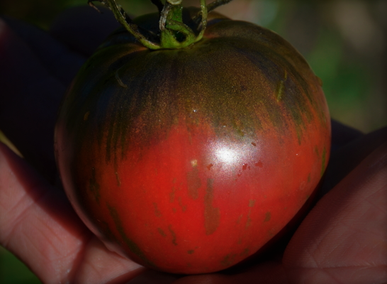 Tomate bigarrée mi-saison - Russian Cossack
