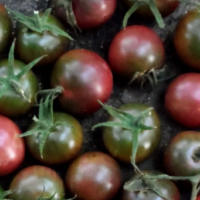 Tomate cerise noire - Azteca Negro