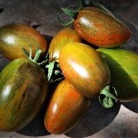 Tomate cerise multicolore mi-saison - Brad's Atomic