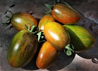 Tomate cerise multicolore mi-saison - Brad's Atomic