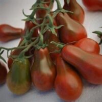 Tomate cerise noire mi-saison - Chocolate Pear