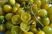 Tomate cerise verte mi-saison - Verde Claro