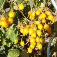 Tomate cerise jaune mi-saison - Zlutakytice
