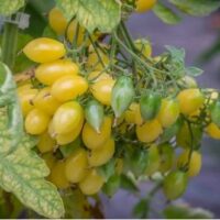 Tomate cerise jaune mi-saison - Barry's Crazy