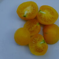 Tomate jaune mi-saison - Garden Peach