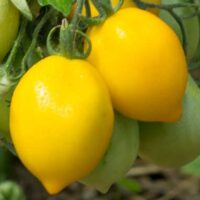 Tomate jaune mi-saison - Téton de Vénus Jaune