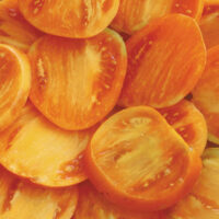 Tomate orange mi-saison - Cœur de Bœuf Orange
