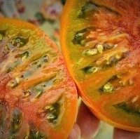 Tomate orange mi-saison - Thorburn's terra cotta