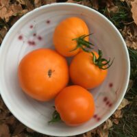 Tomate jaune mi-saison - Djena Lee's Golden Girl