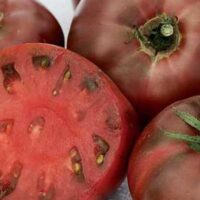 Tomate noire mi-saison - Carbon