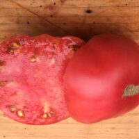 Tomate rose mi-saison - Aunt Ginny’s Purple