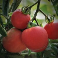 Tomate rose mi-saison - Fuzzy / Pêche rose