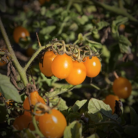 Tomate cerise orange mi-saison - Sauvages des Galapagos